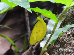 Eurema andersoni