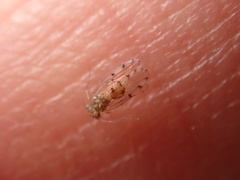 Ectopsocus californicus