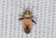 Parthenicus covilleae