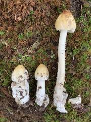 Amanita sinicoflava
