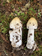 Amanita sinicoflava