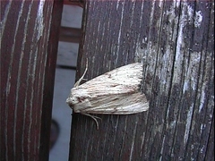 Apamea lithoxylaea