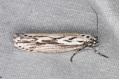 Ethmia semitenebrella