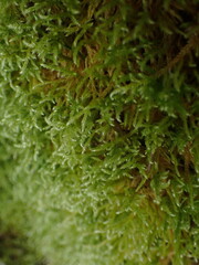 Brachythecium frigidum