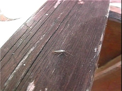 Aspilapteryx tringipennella