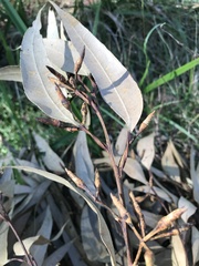 Eucalyptus resinifera