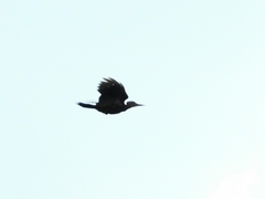 Mulleripicus pulverulentus