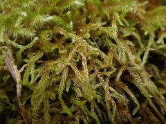 Brachythecium frigidum