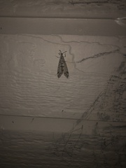 Dendroleon speciosus