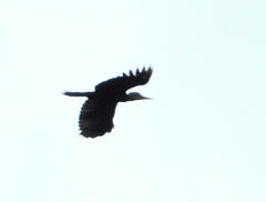 Mulleripicus pulverulentus