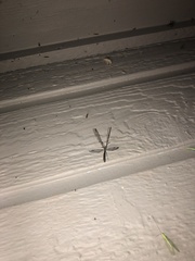 Dendroleon speciosus