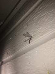 Dendroleon speciosus