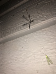 Dendroleon speciosus