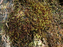 Racomitrium pacificum