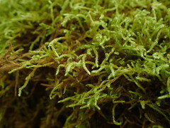 Brachythecium frigidum