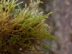 Brachythecium frigidum