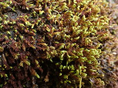 Racomitrium pacificum