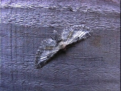 Eupithecia succenturiata