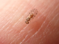 Ectopsocus californicus