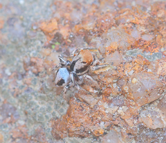Habronattus arcalorus