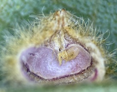 Caryomyia holotricha