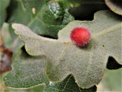 Atrusca trimaculosa