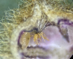 Caryomyia holotricha