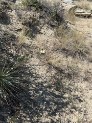 Yucca glauca glauca