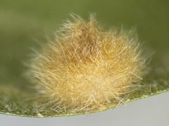 Caryomyia holotricha