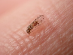 Ectopsocus californicus