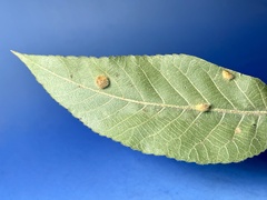 Caryomyia holotricha