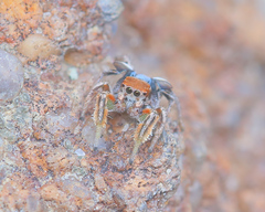 Habronattus arcalorus
