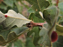 Atrusca trimaculosa