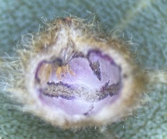 Caryomyia holotricha