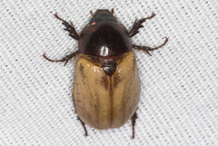 Cyclocephala melanocephala