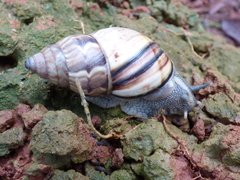 Orthalicus phlogerus