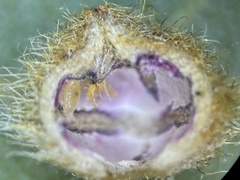 Caryomyia holotricha