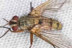 Cryptomeigenia
