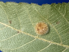 Caryomyia holotricha