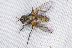 Cryptomeigenia