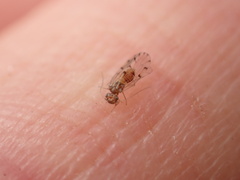 Ectopsocus californicus