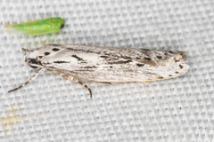 Ethmia discostrigella