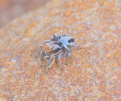 Habronattus arcalorus