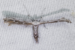 Oidaematophorus grisescens