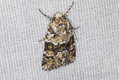 Lacinipolia strigicollis