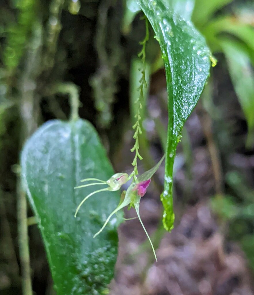 Lepanthes acutissima