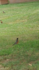 Turdus migratorius