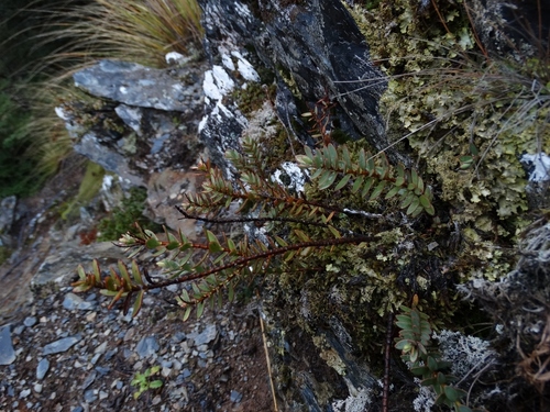 Veronica biggarii observed 2015-07-26
