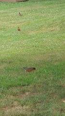 Turdus migratorius