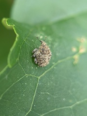 Acanthoscelidius acephalus